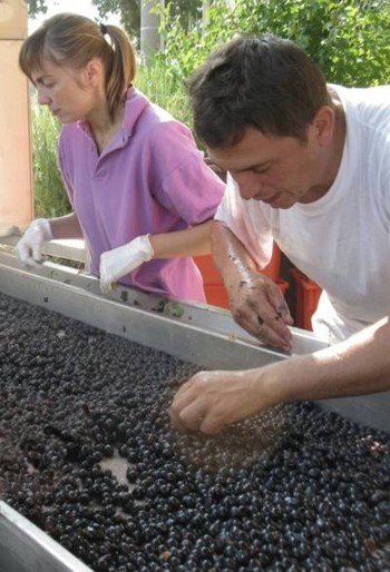 Fabio che seleziona l'uva